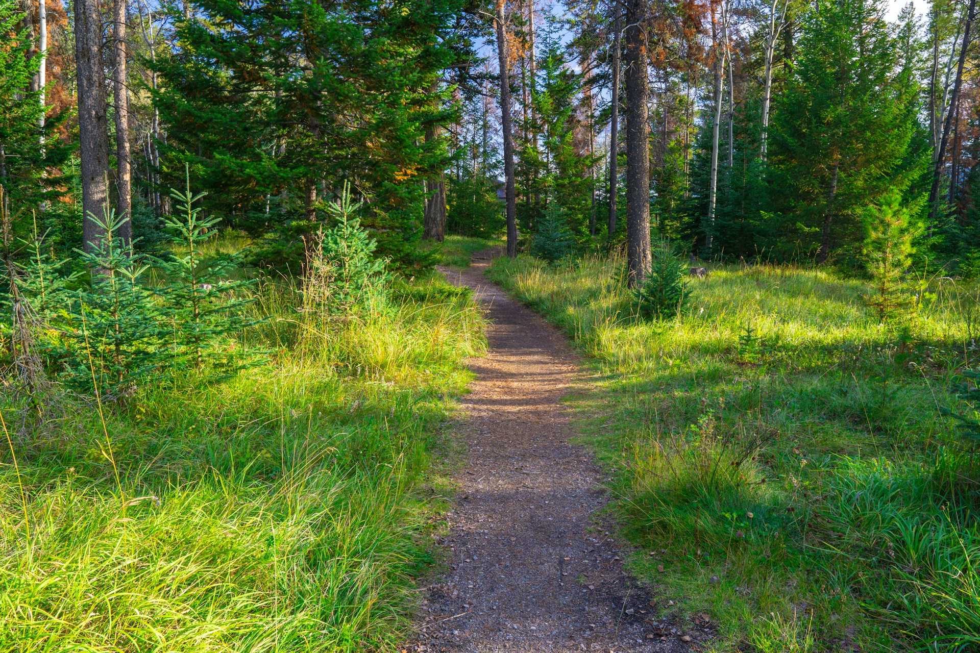 joshua-woroniecki-riLWUqdRsY8-unsplash