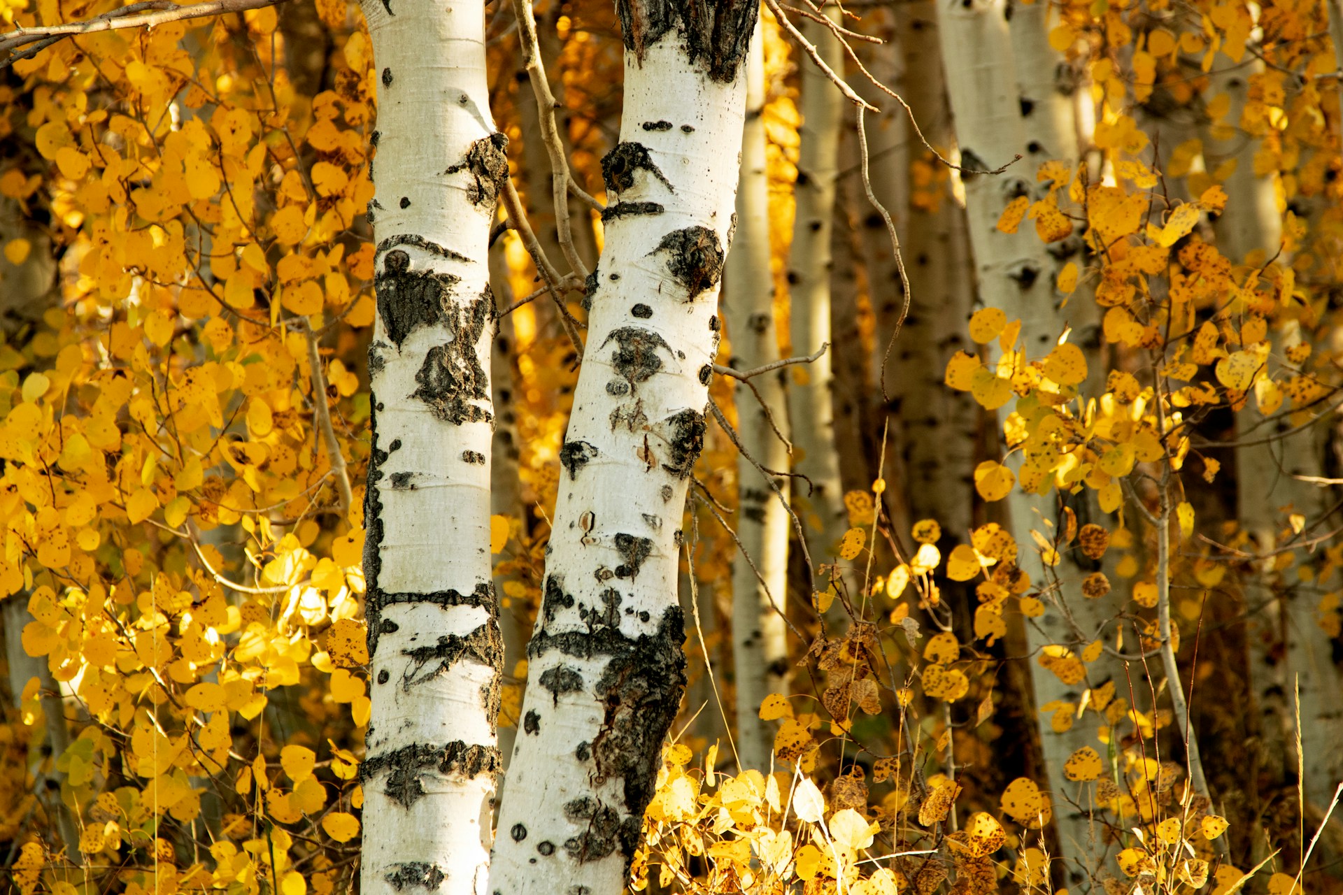 alissa-kennedy-EHmVOw_w0sA-unsplash