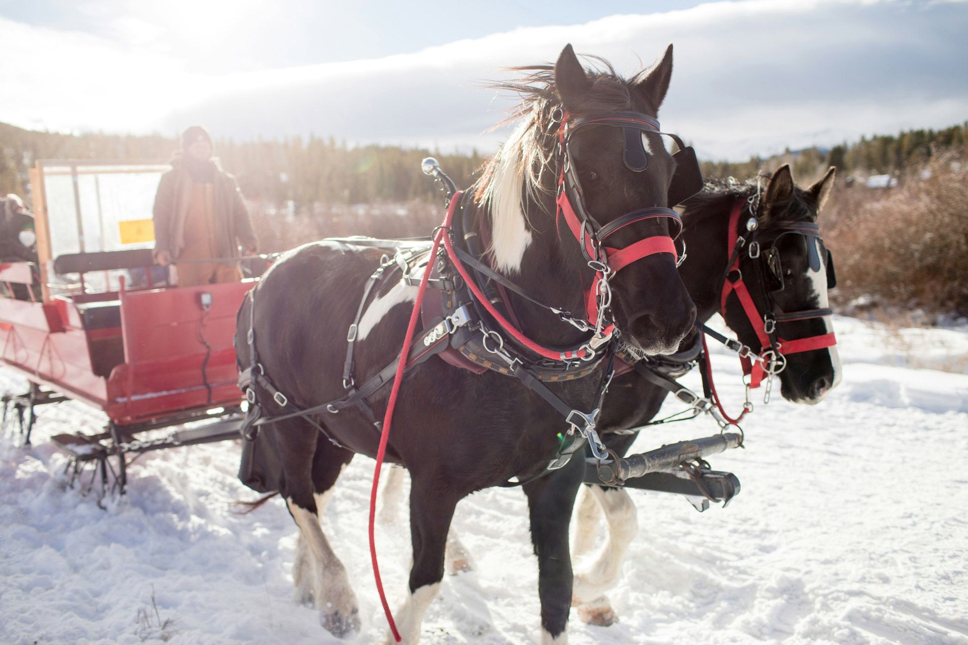 Sleigh Ride experiance