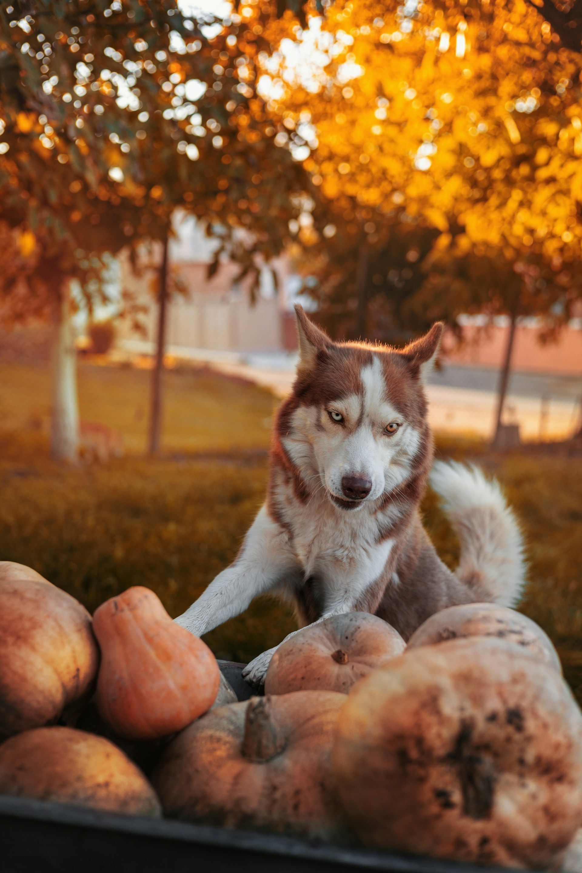 pumpkin with dog