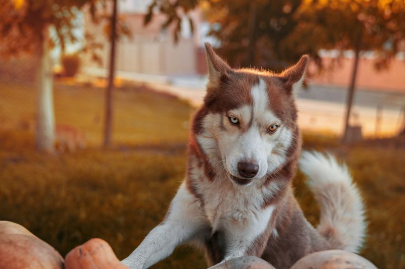 pumpkin with dog