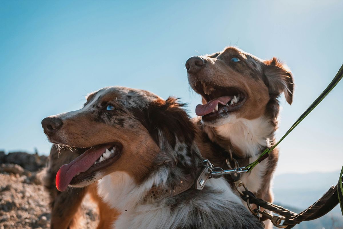 Best dog-friendly hike in Park City
