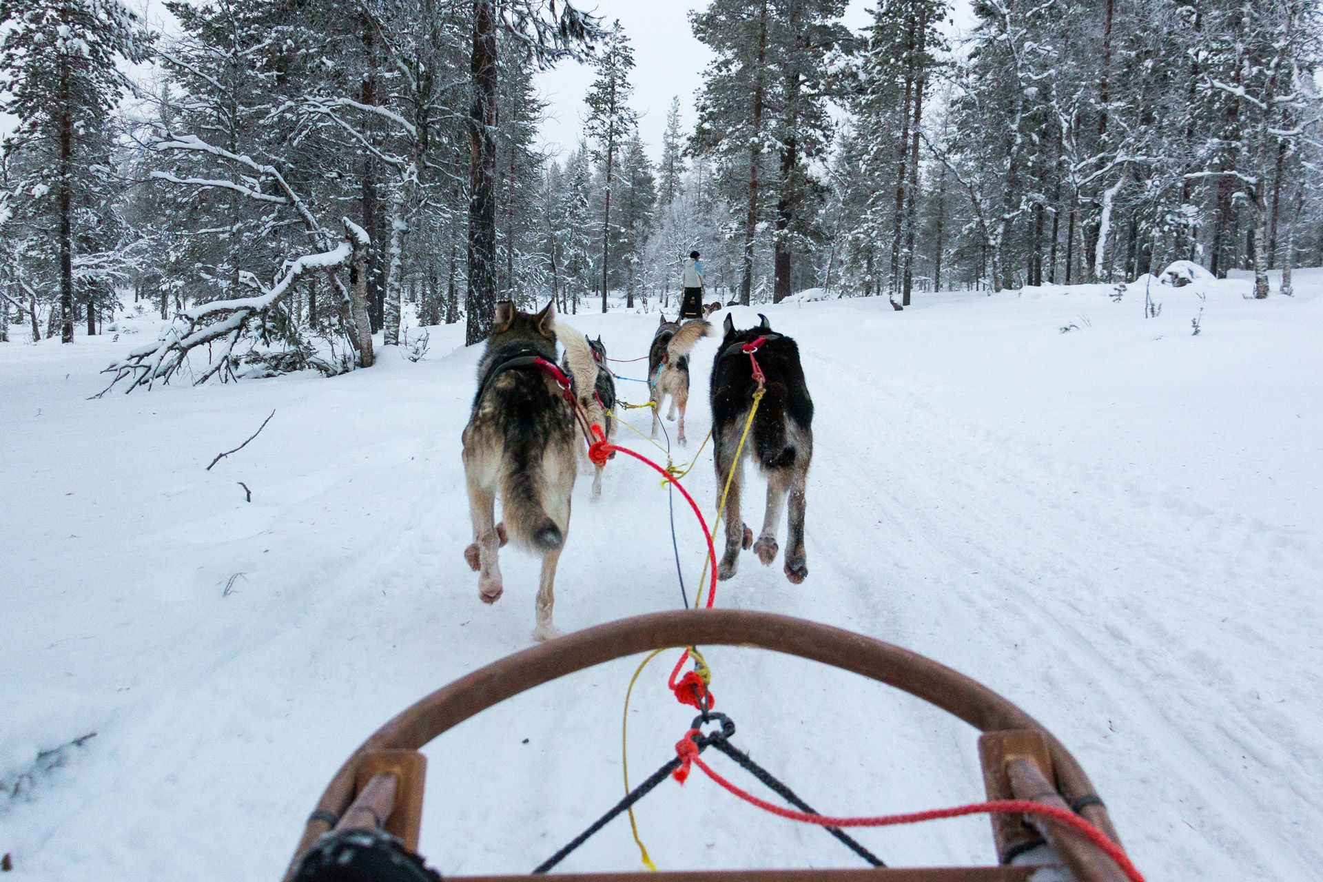 Dog Sledding