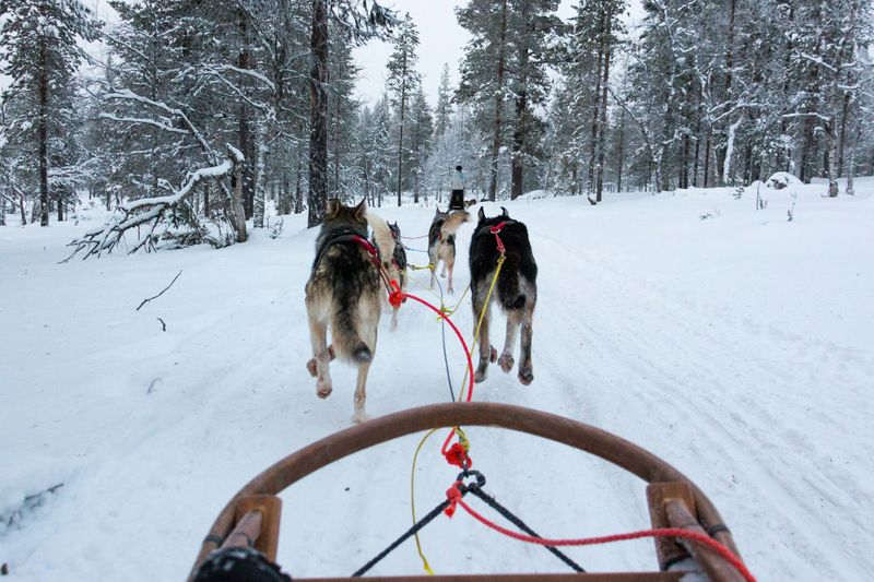 Dog Sledding