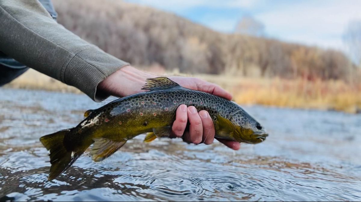 Brown Trout fishing the Provo River