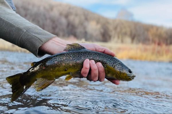 Brown Trout fishing the Provo River